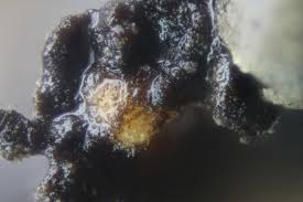 Attēlu rezultāti vaicājumam “Didymium melanospermum macro”