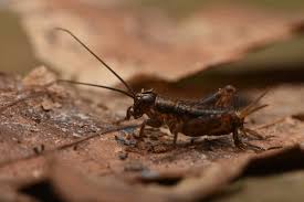 Attēlu rezultāti vaicājumam “Chimabachidae”