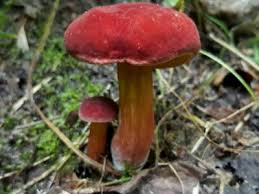 Attēlu rezultāti vaicājumam “Xerocomus rubellus”