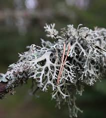 Attēlu rezultāti vaicājumam “Pseudevernia furfuracea”