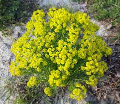 Image result for Wolfsmilch