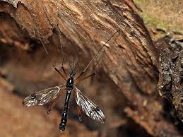 Attēlu rezultāti vaicājumam “Dictenidia bimaculata”