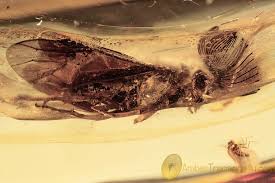 Attēlu rezultāti vaicājumam “Diprionidae”