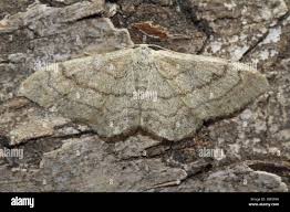 Attēlu rezultāti vaicājumam “Cabera exanthemata male”