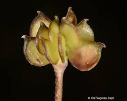 Attēlu rezultāti vaicājumam “Ranunculus lanuginosus bud”