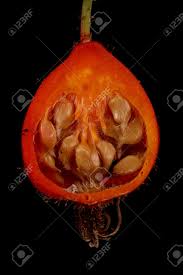 Attēlu rezultāti vaicājumam “Rosa villosa fruit”