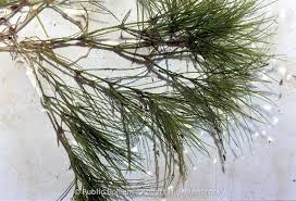 Attēlu rezultāti vaicājumam “Najas flexilis leaf”