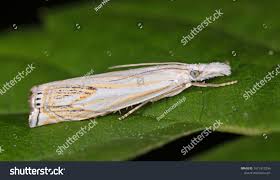Attēlu rezultāti vaicājumam “Crambus lathoniellus”