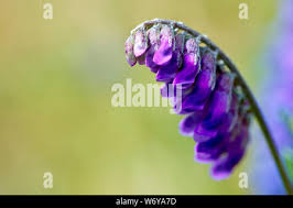 Attēlu rezultāti vaicājumam “Vicia cracca bud”