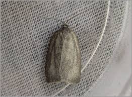 Attēlu rezultāti vaicājumam “Aphelia paleana”