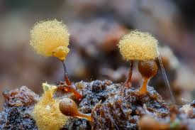 Attēlu rezultāti vaicājumam “Hemitrichia calyculata stalked”