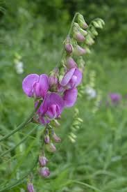 Attēlu rezultāti vaicājumam “Lathyrus laevigatus”