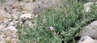 Attēlu rezultāti vaicājumam “Medicago x varia  flower”