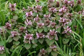 Attēlu rezultāti vaicājumam “Lamium purpureum flower”