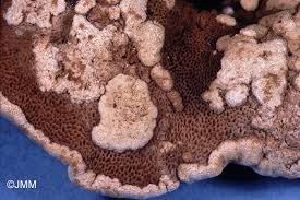 Attēlu rezultāti vaicājumam “Hypocrea pulvinata”