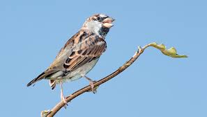 Image result for Passer domesticus