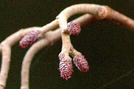 Attēlu rezultāti vaicājumam “Alnus glutinosa flower”