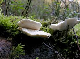 Attēlu rezultāti vaicājumam “Postia stiptica”