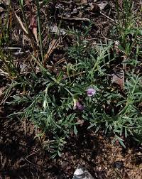 Attēlu rezultāti vaicājumam “Astragalus arenarius”