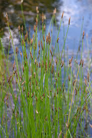 Attēlu rezultāti vaicājumam “Eleocharis palustris flower”