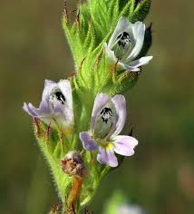 Image result for Euphrasia stricta