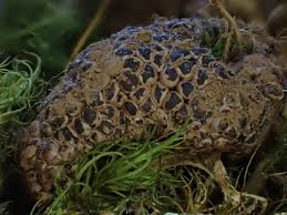 Attēlu rezultāti vaicājumam “Siphoptychium violaceum spores”