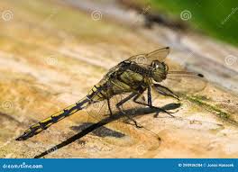 Attēlu rezultāti vaicājumam “Orthetrum cancellatum”