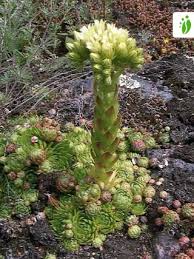 Attēlu rezultāti vaicājumam “Jovibarba globifera bud”