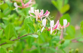 Attēlu rezultāti vaicājumam “Lonicera xylosteum flower”