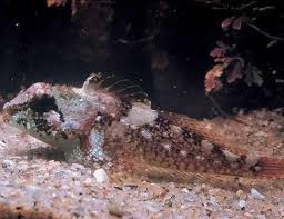 Image result for Myoxocephalus octodecemspinosus