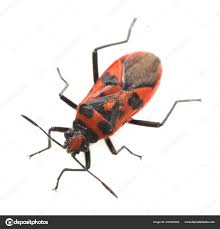 Attēlu rezultāti vaicājumam “Corizus hyoscyami”