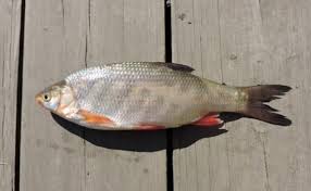 Attēlu rezultāti vaicājumam “Leuciscus idus”