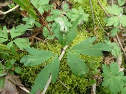 Attēlu rezultāti vaicājumam “Urocystis anemones spores”