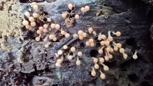 Attēlu rezultāti vaicājumam “Hemitrichia calyculata stalked”