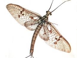 Attēlu rezultāti vaicājumam “Ephemera vulgata”