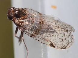 Attēlu rezultāti vaicājumam “Cixius sp.”