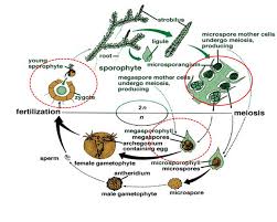 Attēlu rezultāti vaicājumam “Seligeria donniana sporophyte”