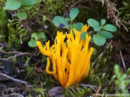 Attēlu rezultāti vaicājumam “Calocera pallidospathulata”