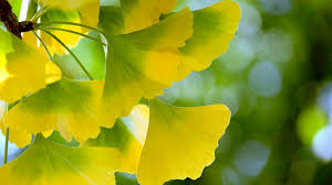 Attēlu rezultāti vaicājumam “Ginkgo biloba leaf”