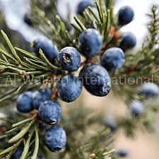 Attēlu rezultāti vaicājumam “Juniperus communis fruit”