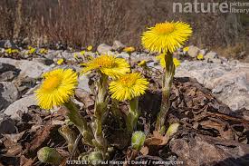 Attēlu rezultāti vaicājumam “Tussilago farfara flower”