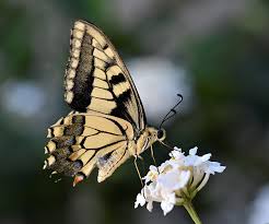 Attēlu rezultāti vaicājumam “Papilio machaon upperside”