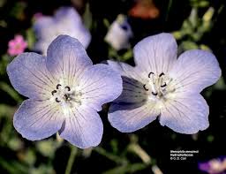 Attēlu rezultāti vaicājumam “Hydrophyllaceae”