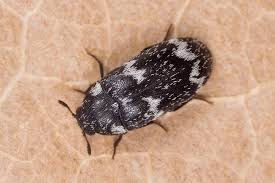 Attēlu rezultāti vaicājumam “Megatoma undata”