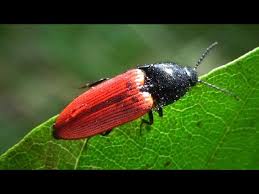 Attēlu rezultāti vaicājumam “Ampedus sp.”