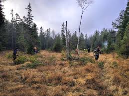 Attēlu rezultāti vaicājumam “Saussurea esthonica”