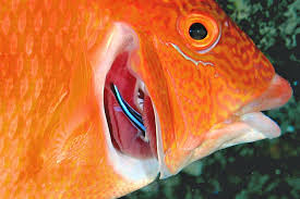 Image result for Lachnolaimus maximus