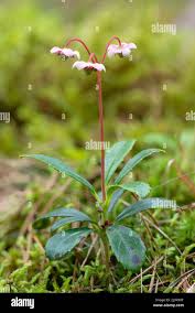 Attēlu rezultāti vaicājumam “Chimaphila umbellata flower”