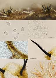 Attēlu rezultāti vaicājumam “Hemitrichia sordivesiculosa”