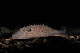 Image result for Amblyraja hyperborea